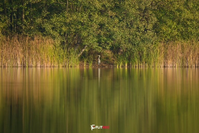 Czatująca czapla – Jezioro Skoki