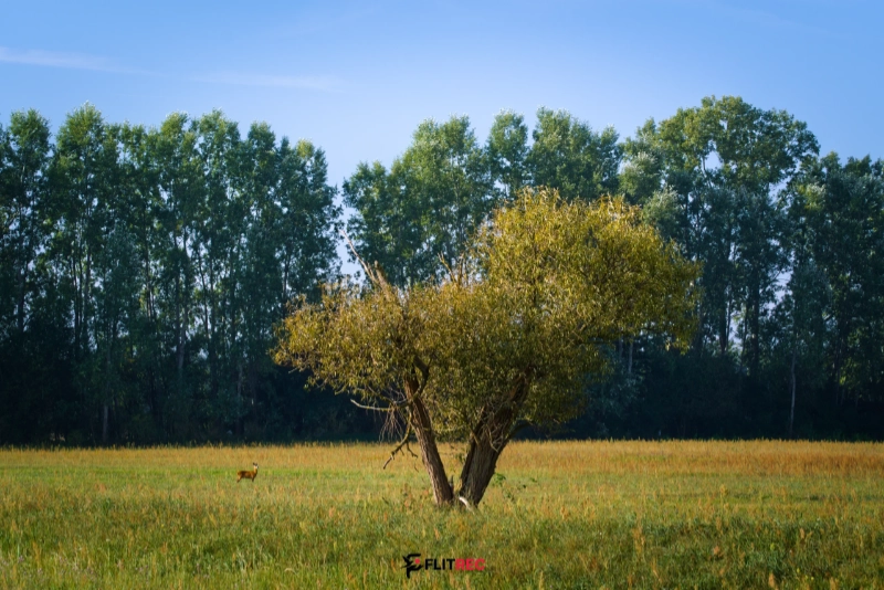 Sarna pod wierzbą