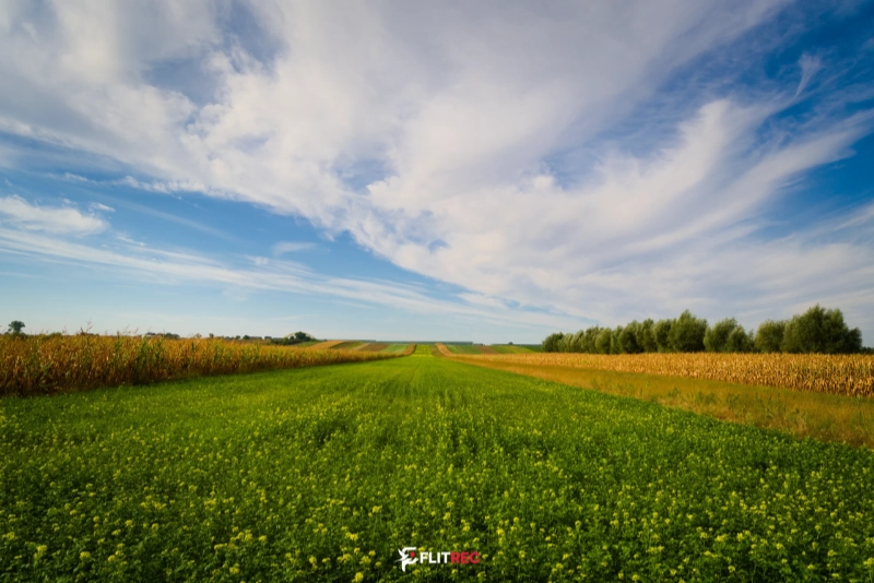Błękit nad kukurydzą