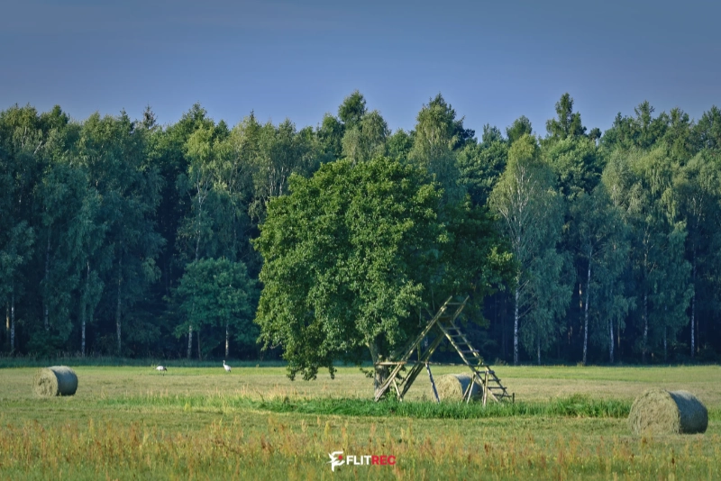 Żurawie na ściernisku