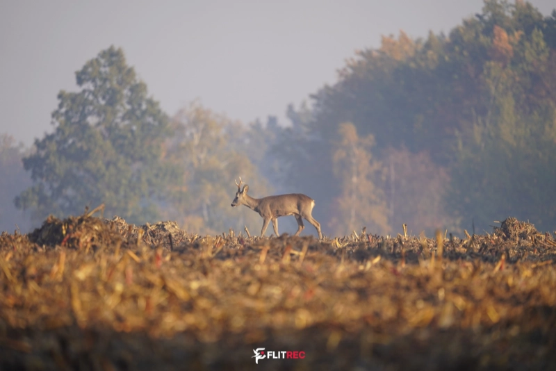 Przez złote pola
